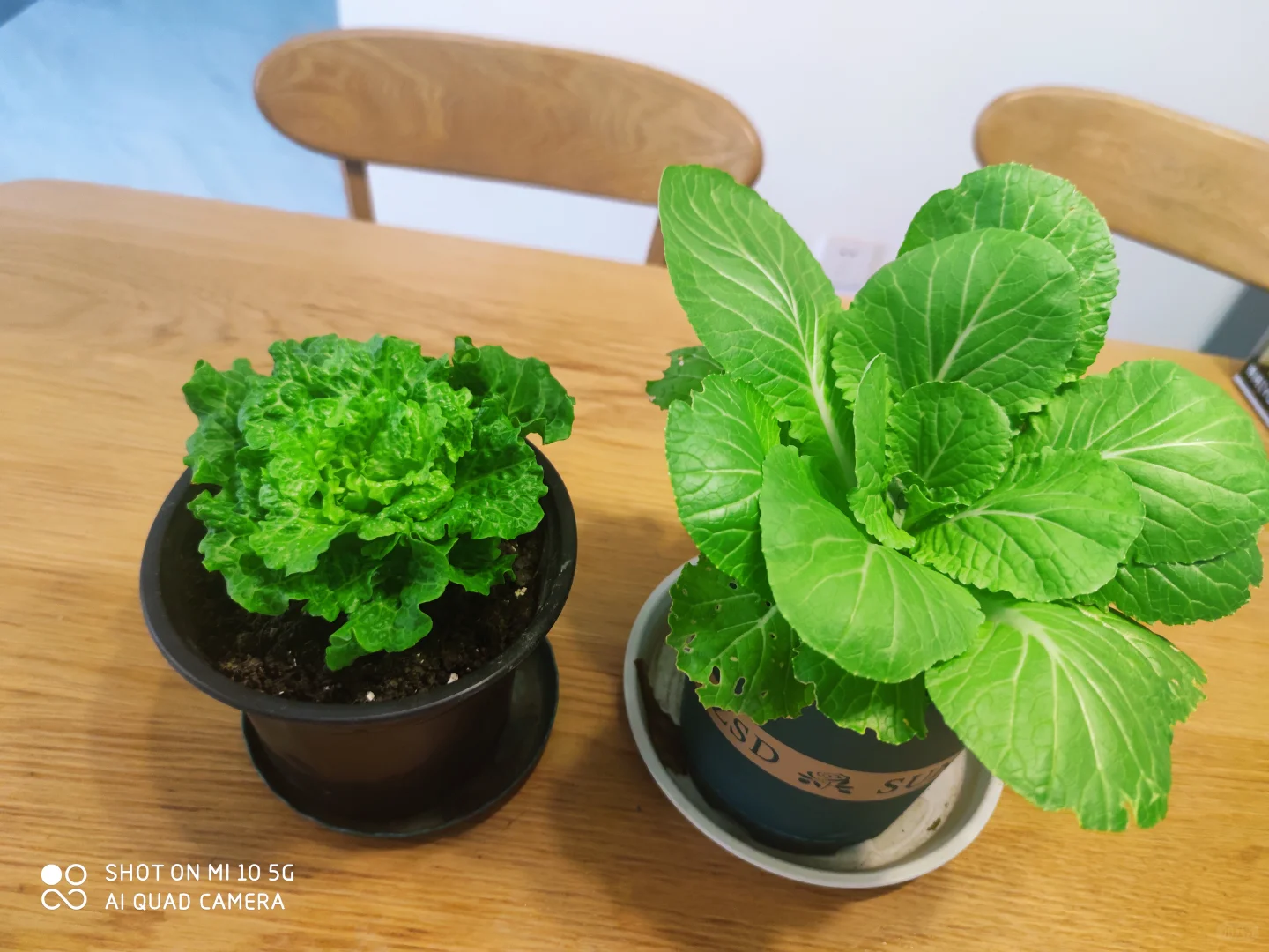 阳台种菜大全。