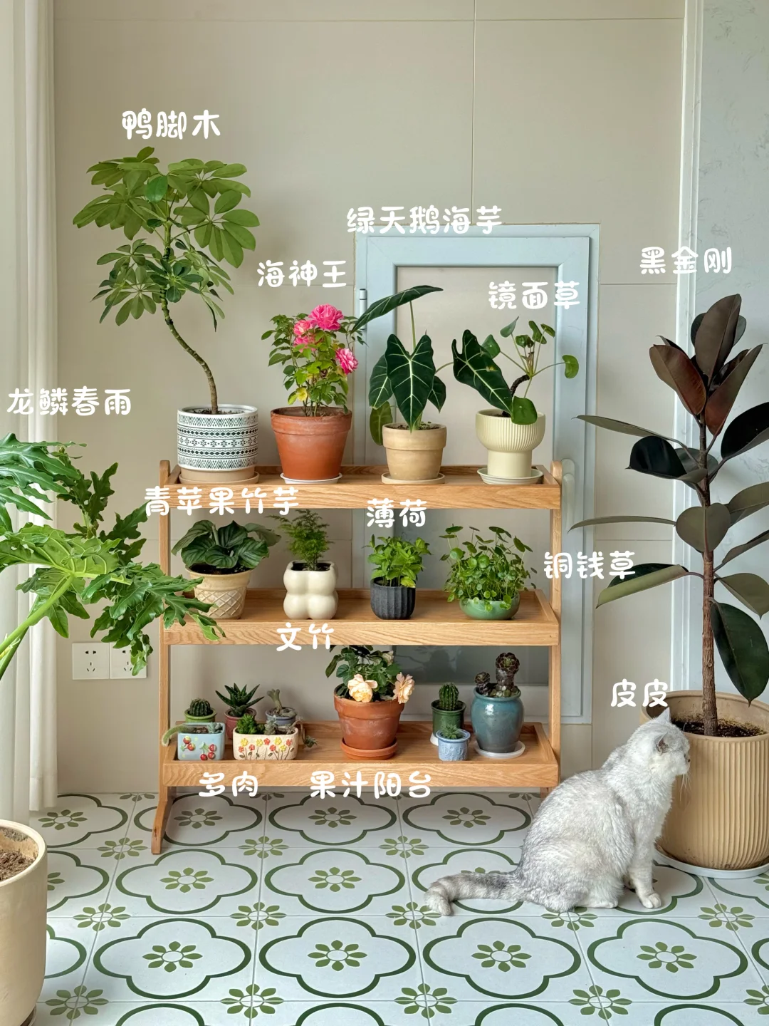 我的小小阳台绿植角初见雏形啦✨