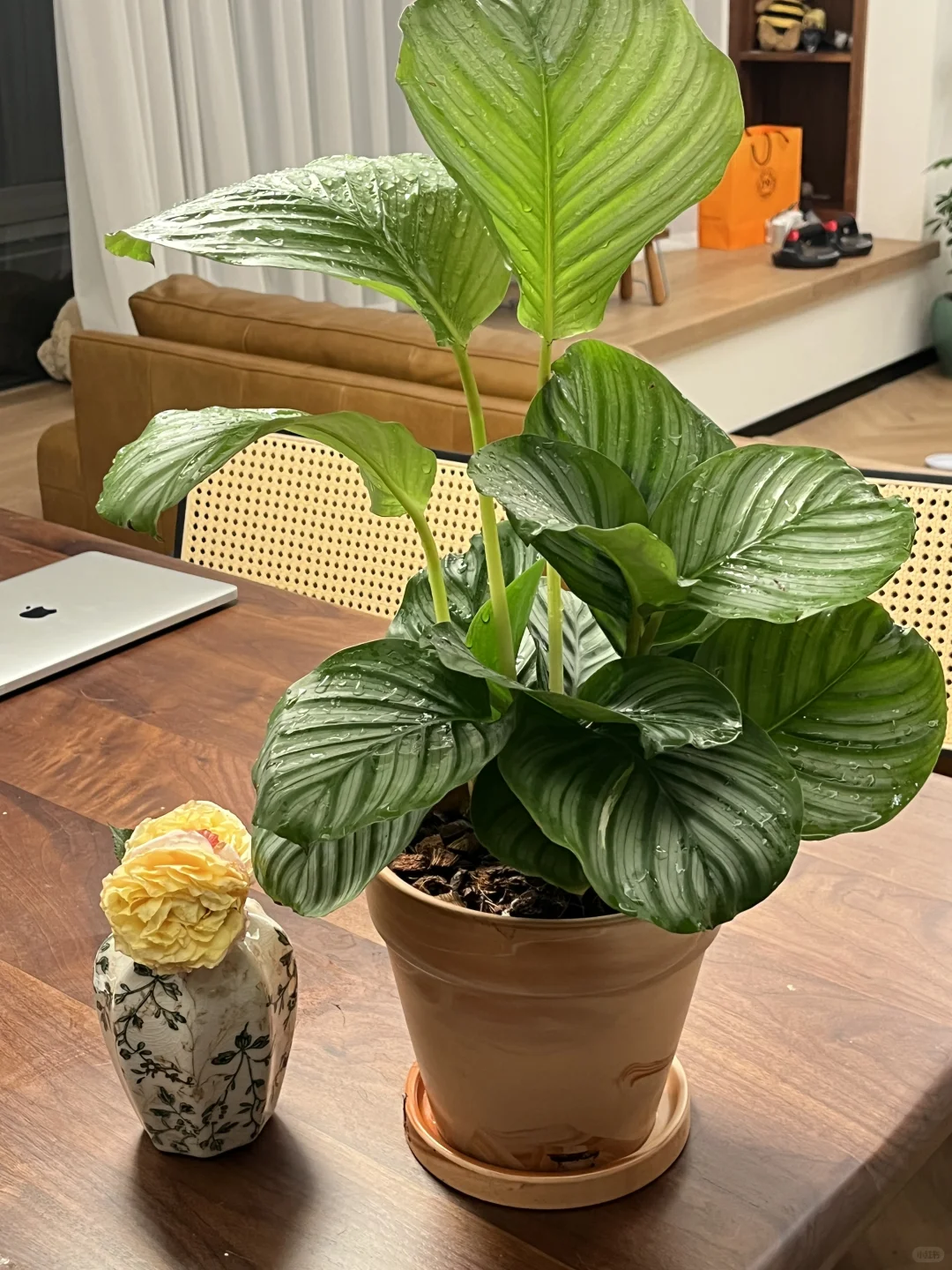 期待青苹果竹芋不断长大?