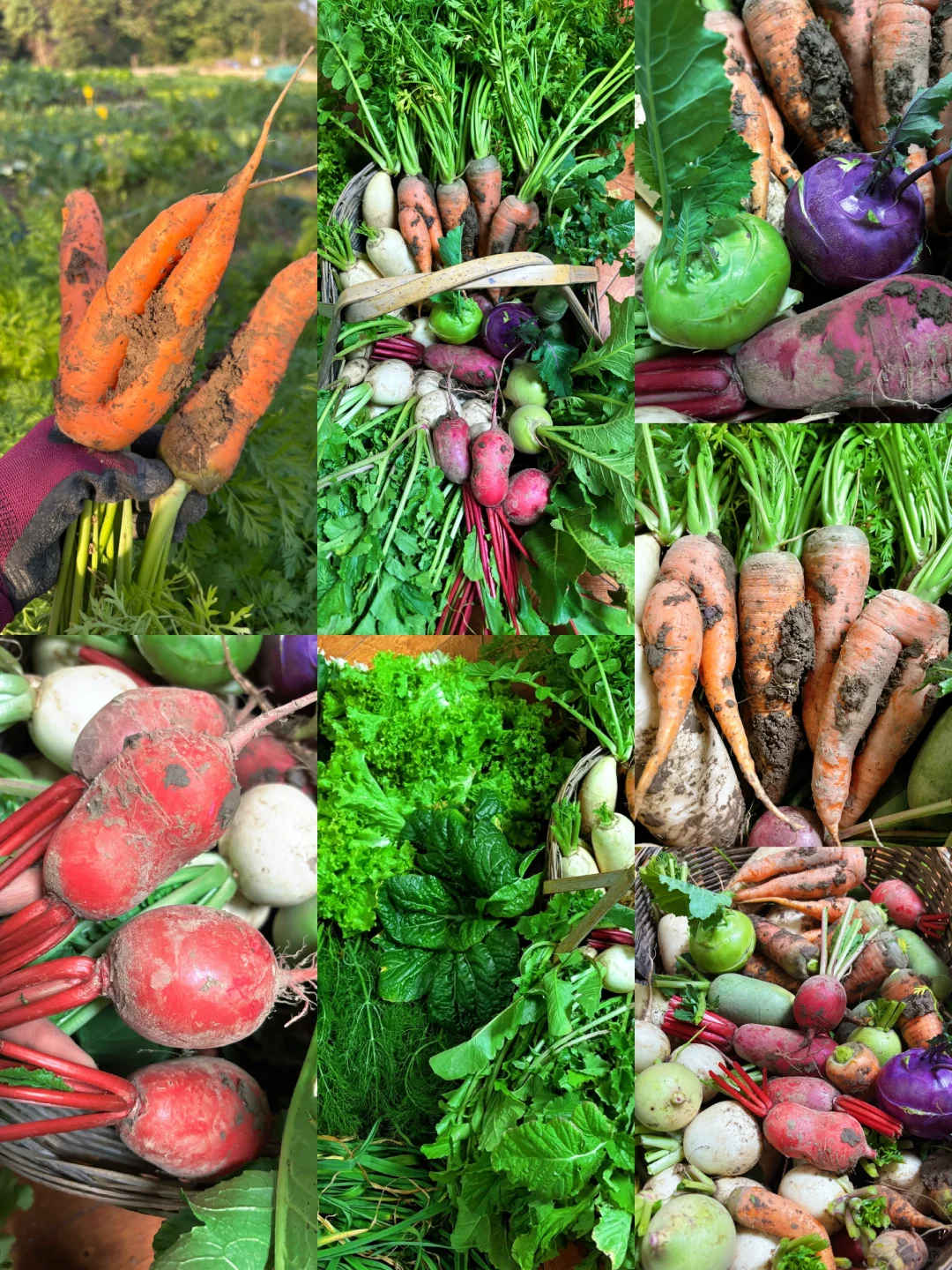 冬季菜园子能收什么菜呢？