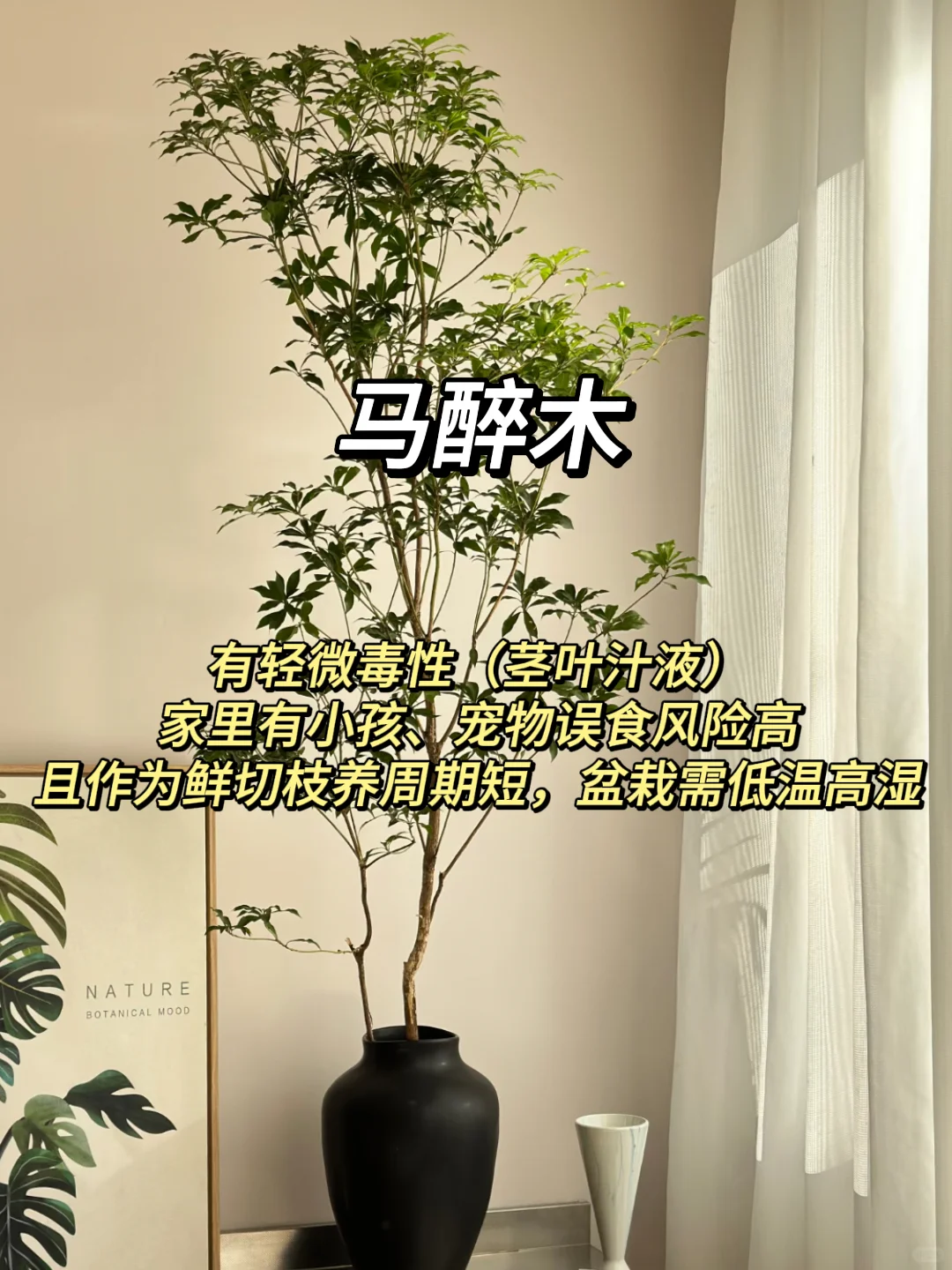 血泪教训！家庭绿植选这些才不踩坑?