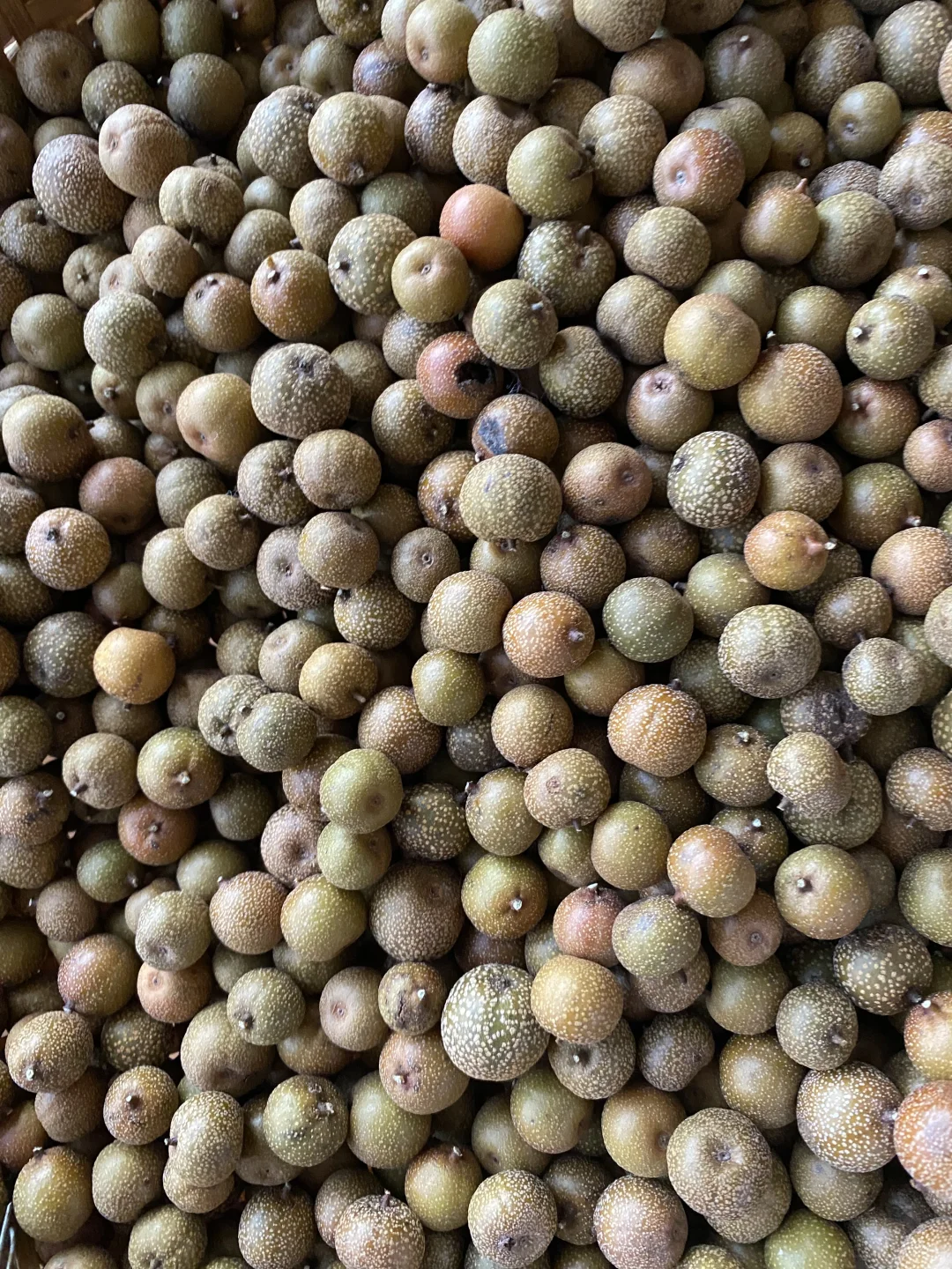 满山的棠棣果。据说棠棣是现在梨的祖先