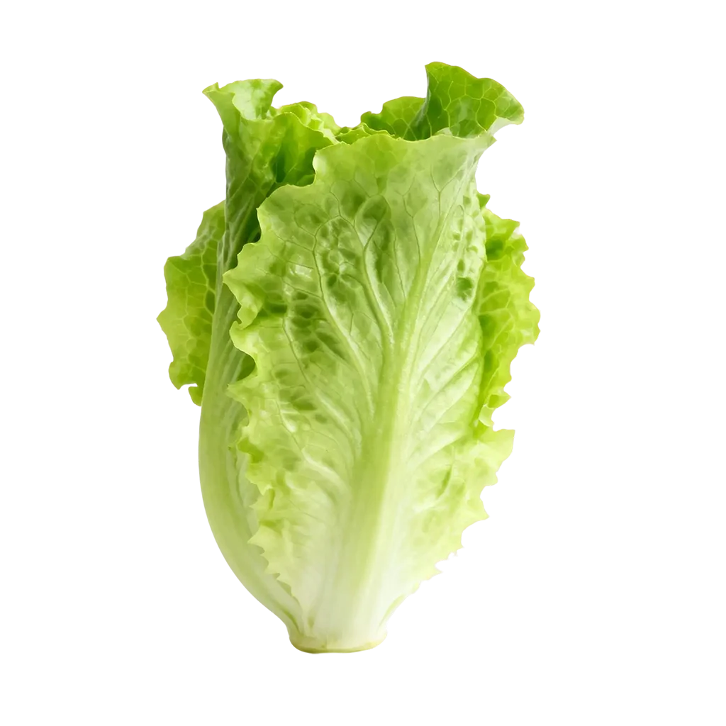 青菜图标，平常你经常吃的是哪一款呢？