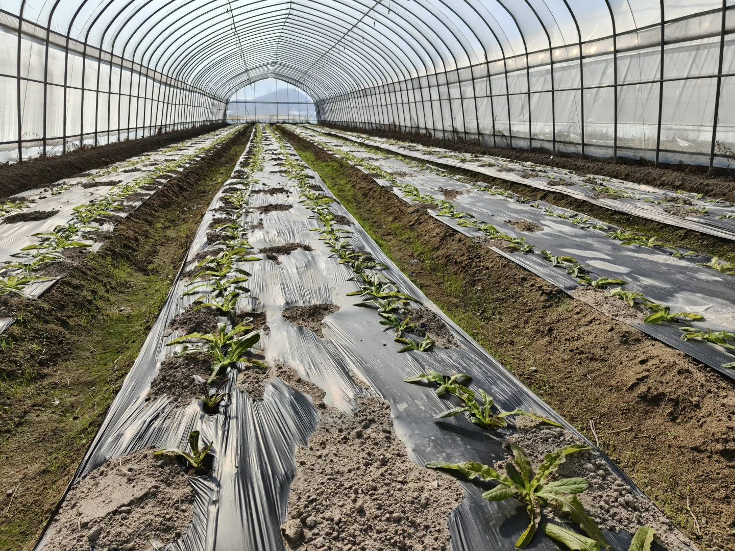 朝阳行业?我的新农人日记✨