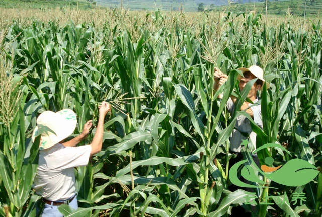 云上认养—现代农业的多样性（可视化农业）