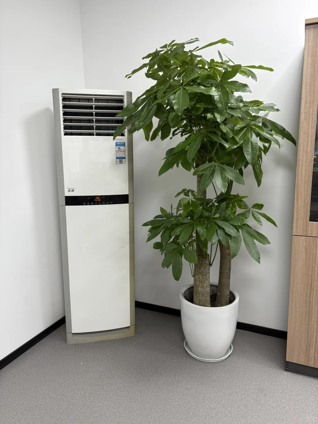 买到超好看的绿植！?