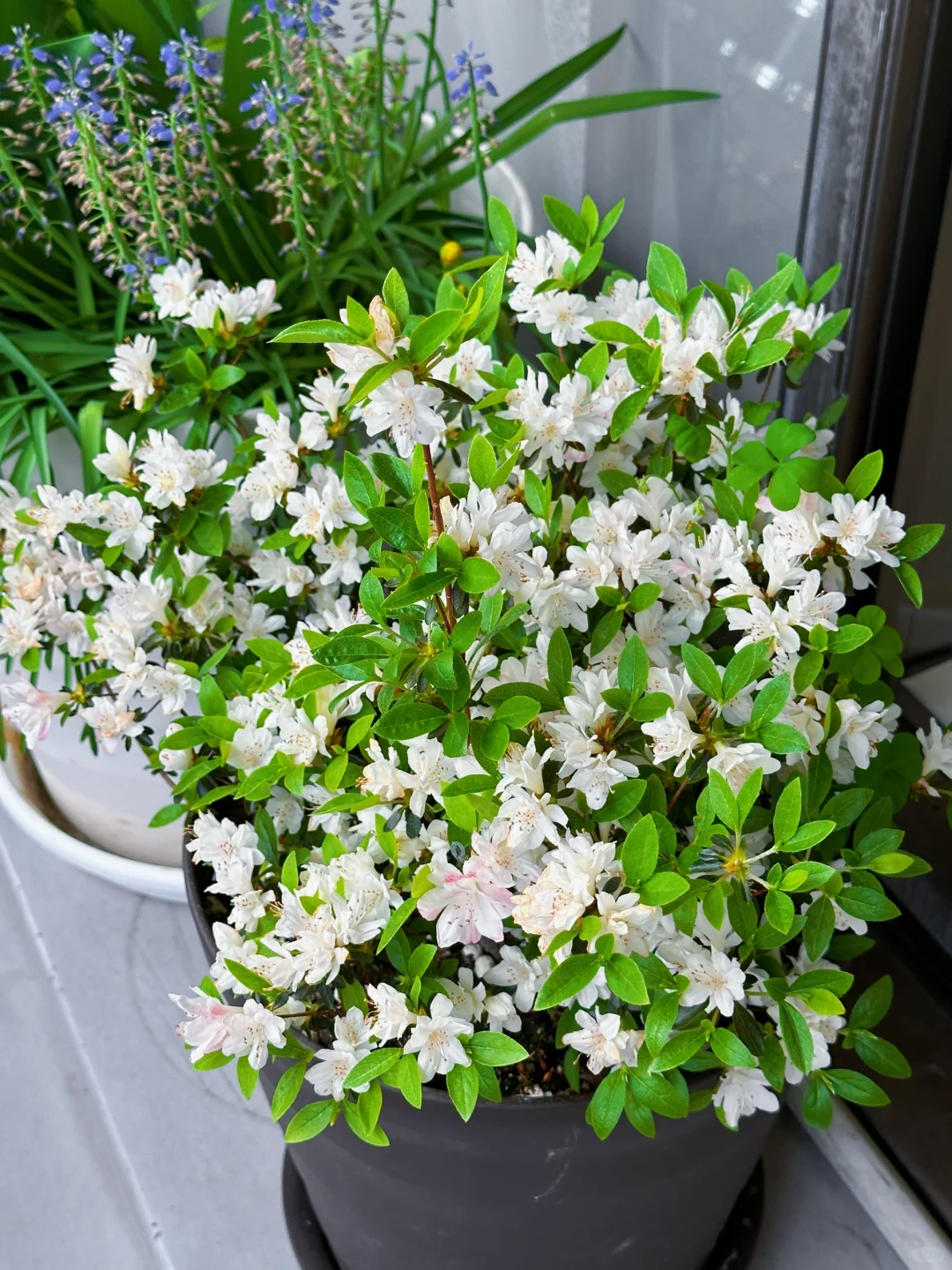 我种了一阳台的花，也不知道叫什么名字