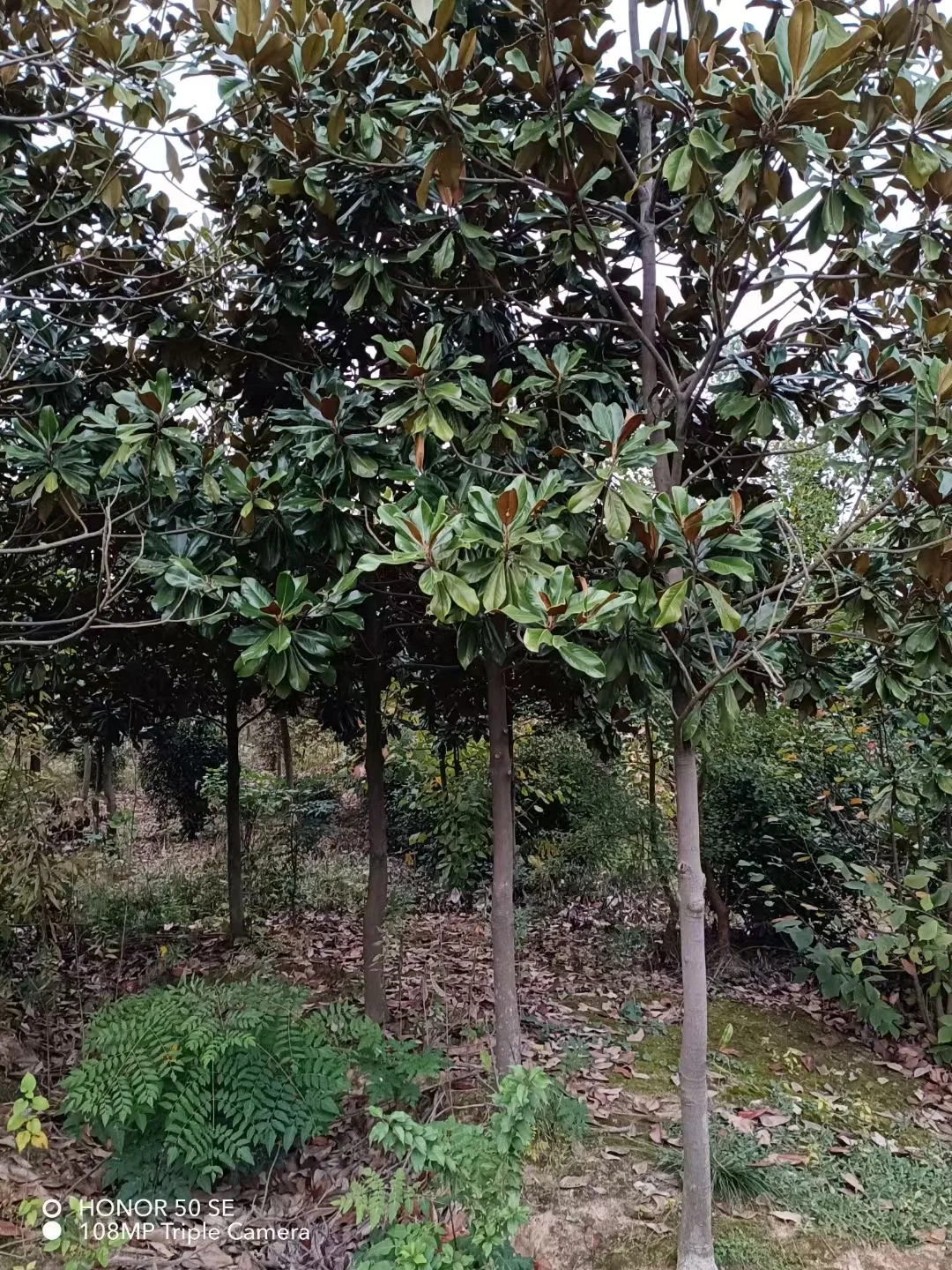 大量苗圃出售