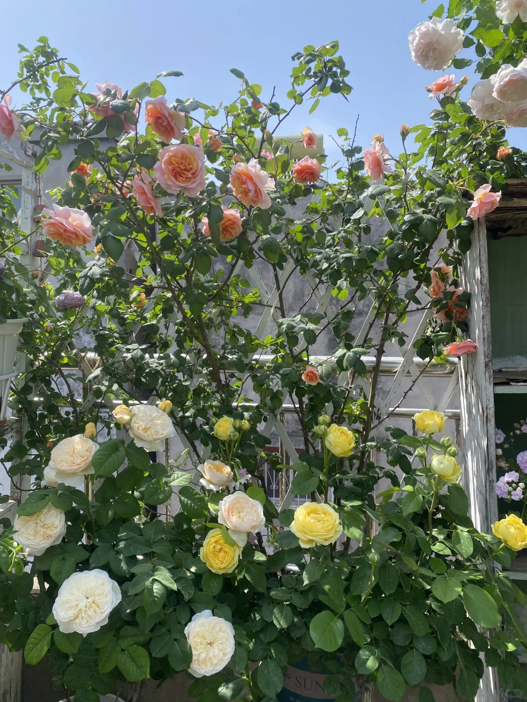 分享一下自己的月季养护经验