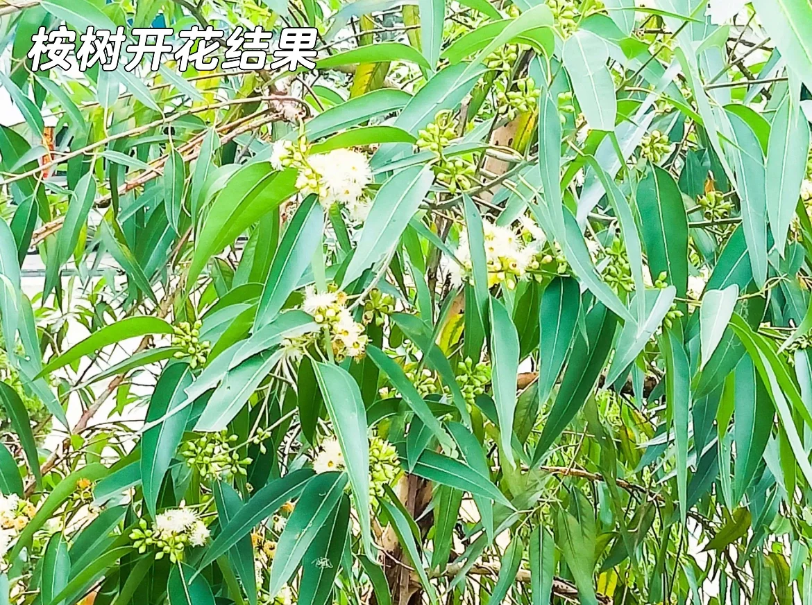 ?地理科普：澳大利亚古老植物?