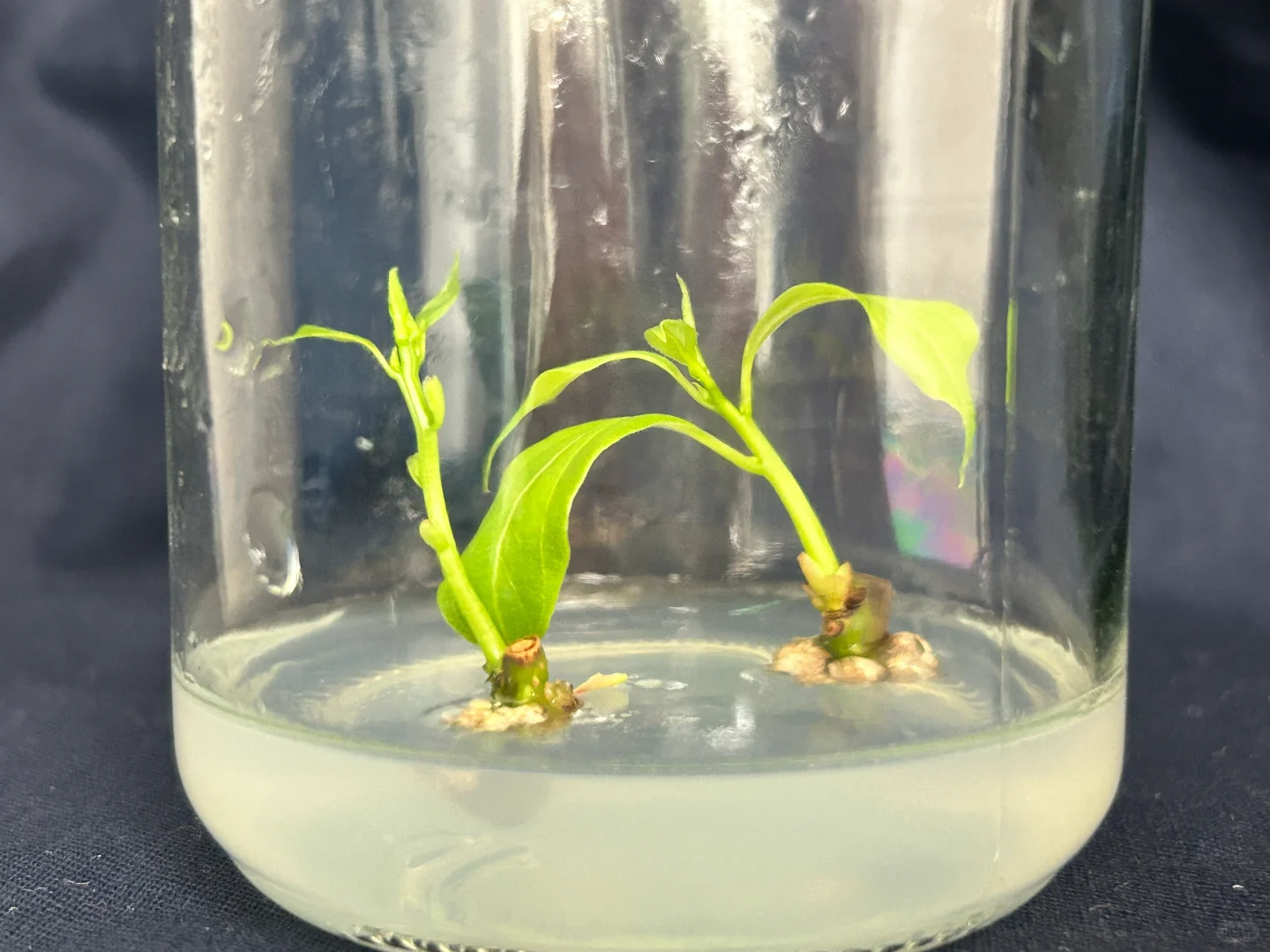 读研日记｜木本植物组织培养实验太神奇了