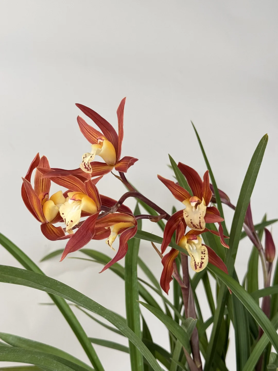 真的被这个兰花惊艳到了～～