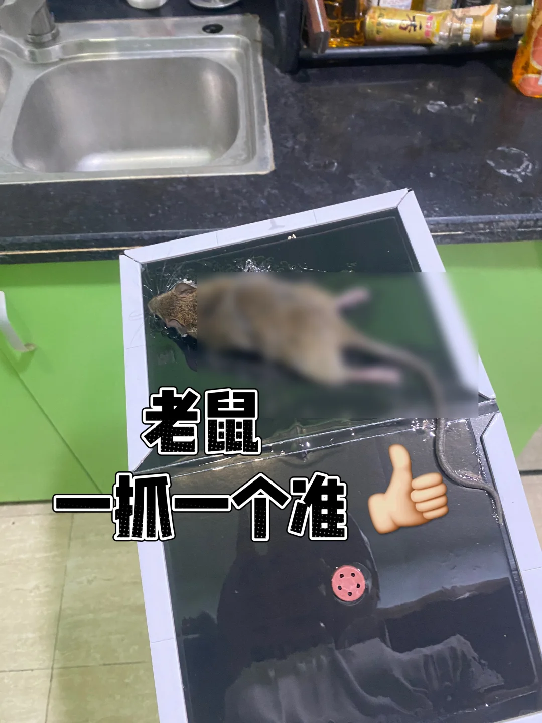 家里惊现老鼠！3天速抓+虫控内幕+避坑细节?