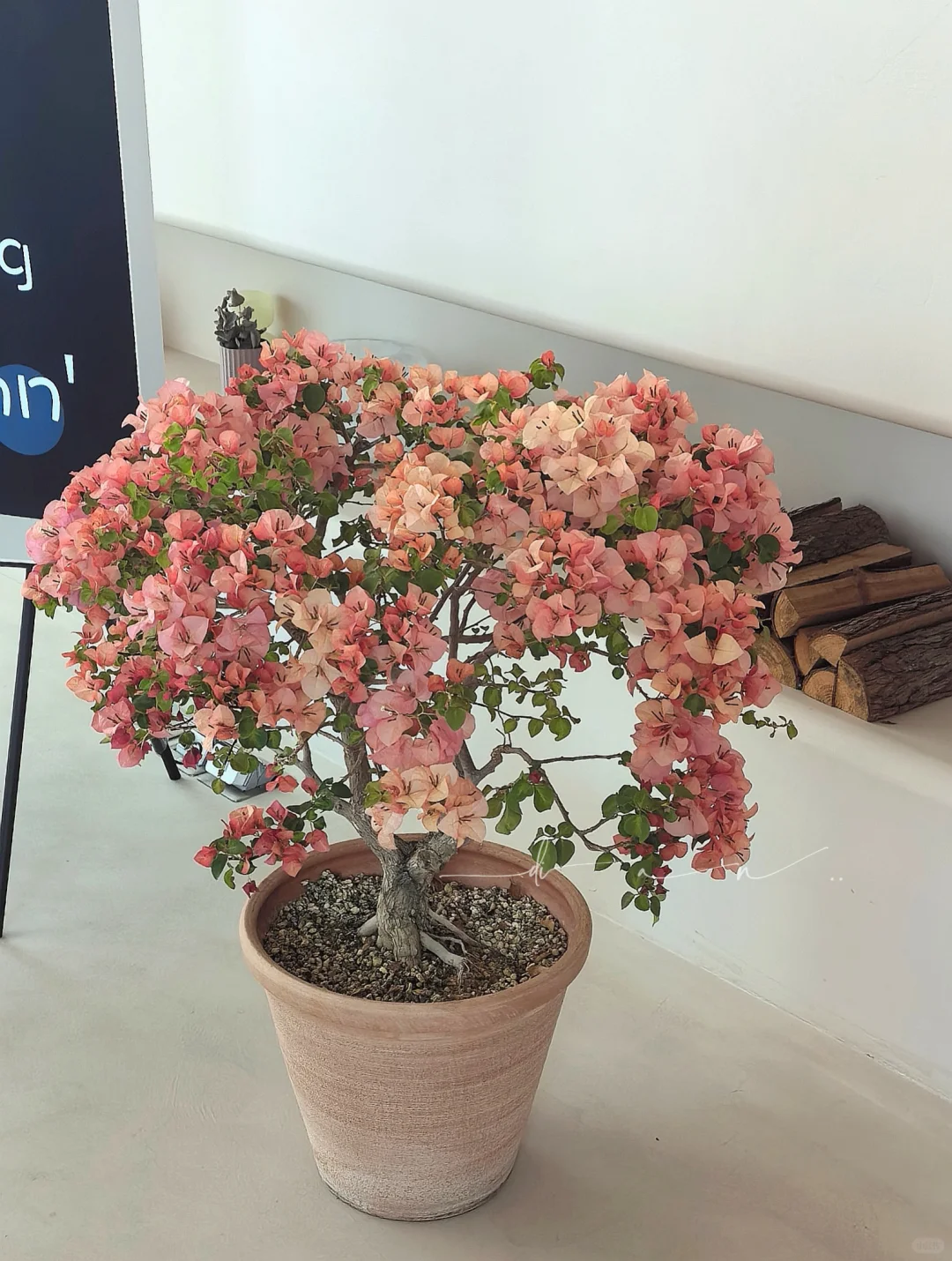 这棵大日落 每年开春都给我惊喜！