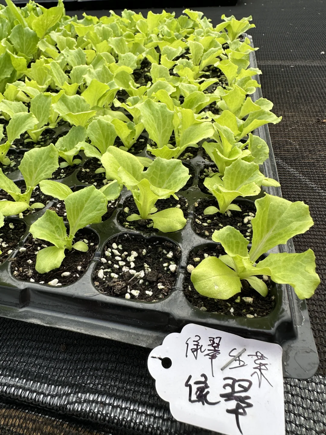 南宁大学东路万达广场旁，各种菜苗。