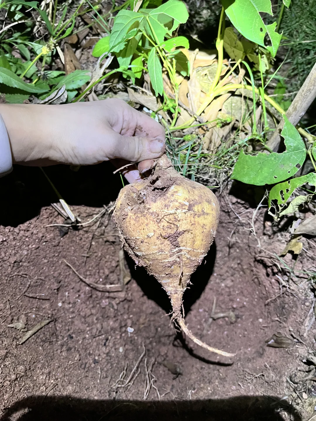 推荐种植的14种根茎作物