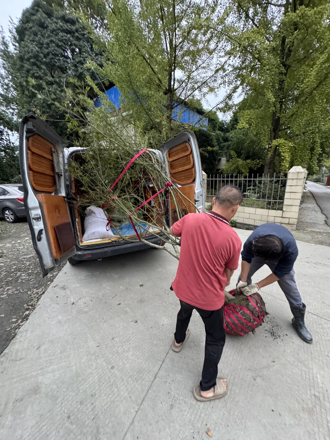 ?生活边角料｜买了棵树? 很重很头疼