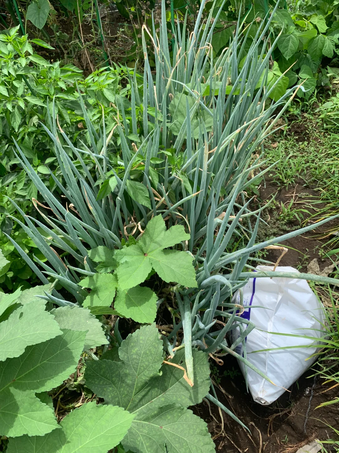 小小菜地，收获多多