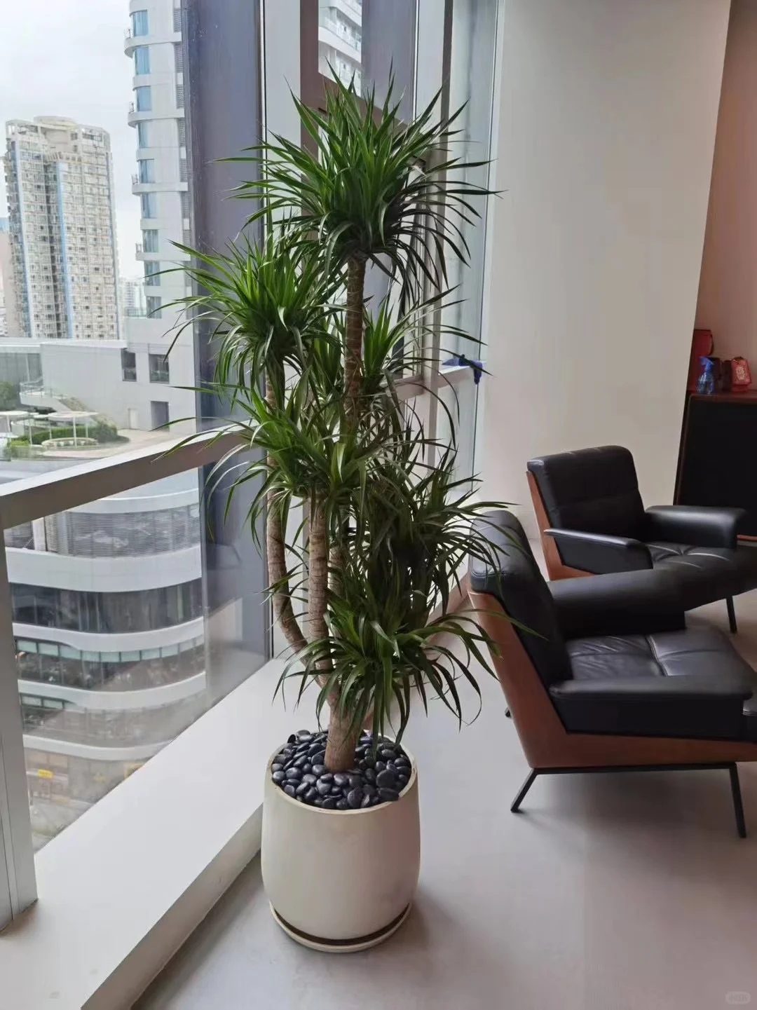 深圳绿植租买，批发，同城免费送货上门