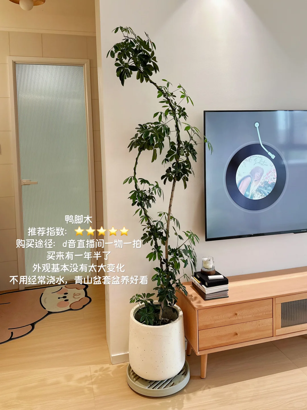 原木风小家入住一年，分享家里的一些植物