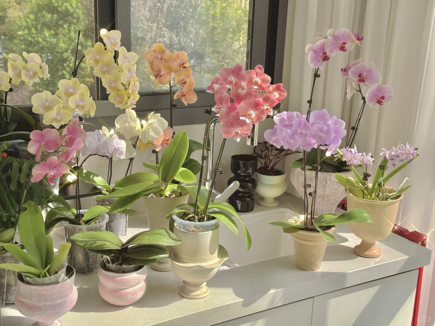 每天都要欣赏好久我的阳台