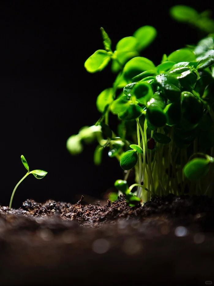 土壤的力量——圣洁青蛙土壤消毒修复剂