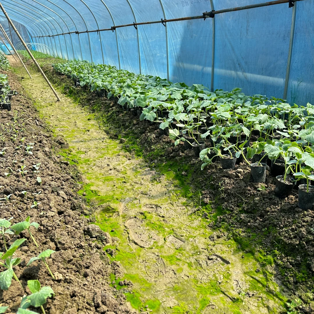 春播正在抓紧进行中?