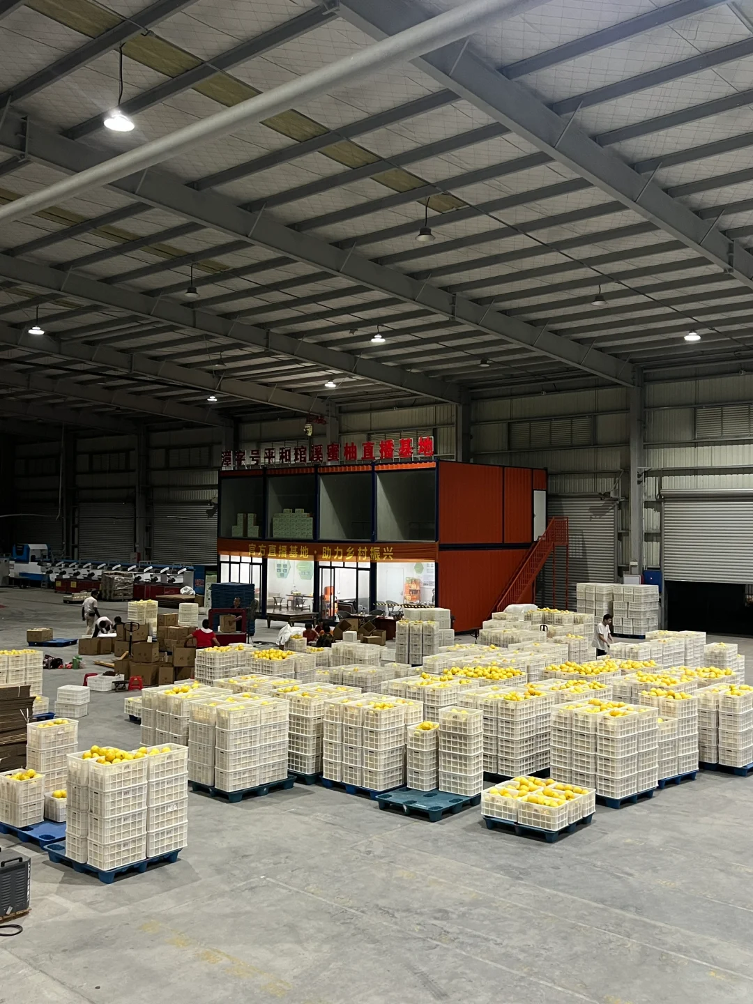 俺在5000多平的柚子厂打工