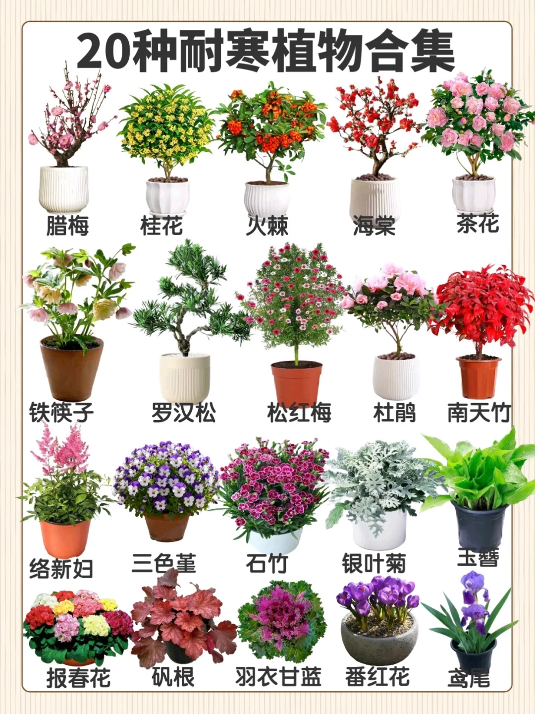 秋冬耐寒植物合集