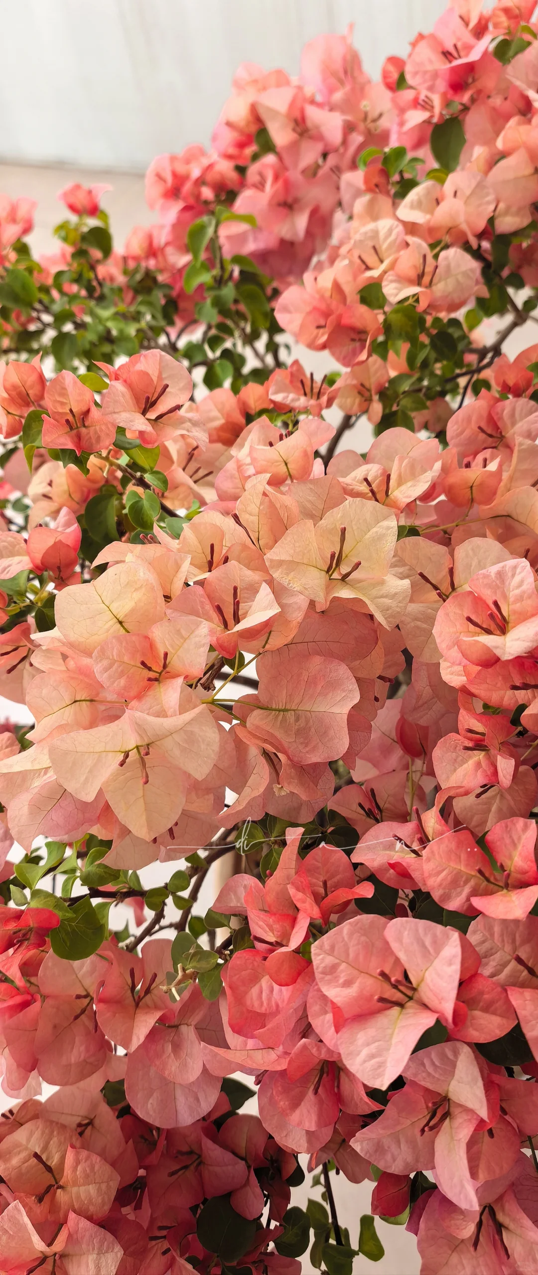 这棵大日落 每年开春都给我惊喜！