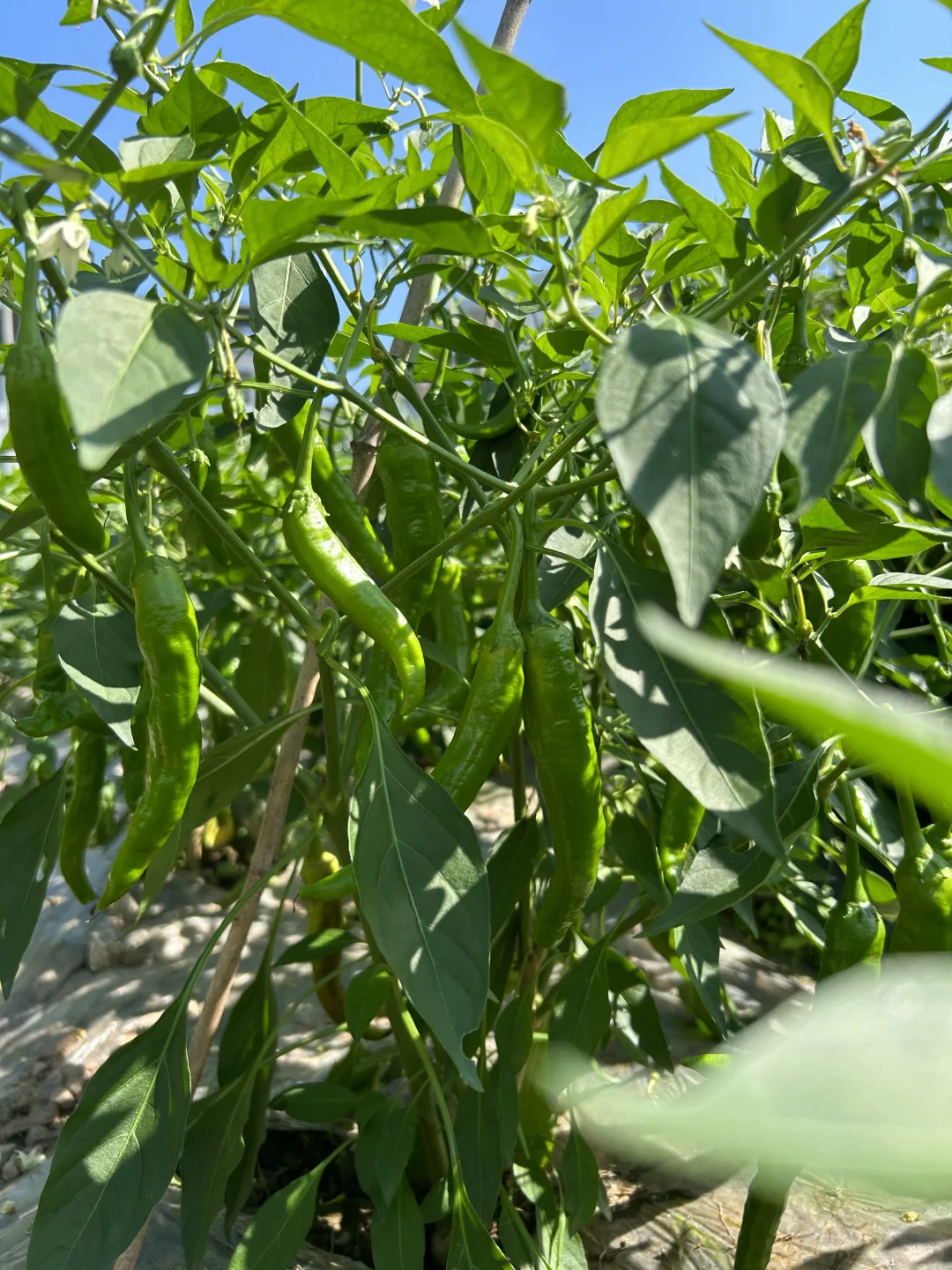 夏天的菜园满满当当 一顿八个菜 各个不重样