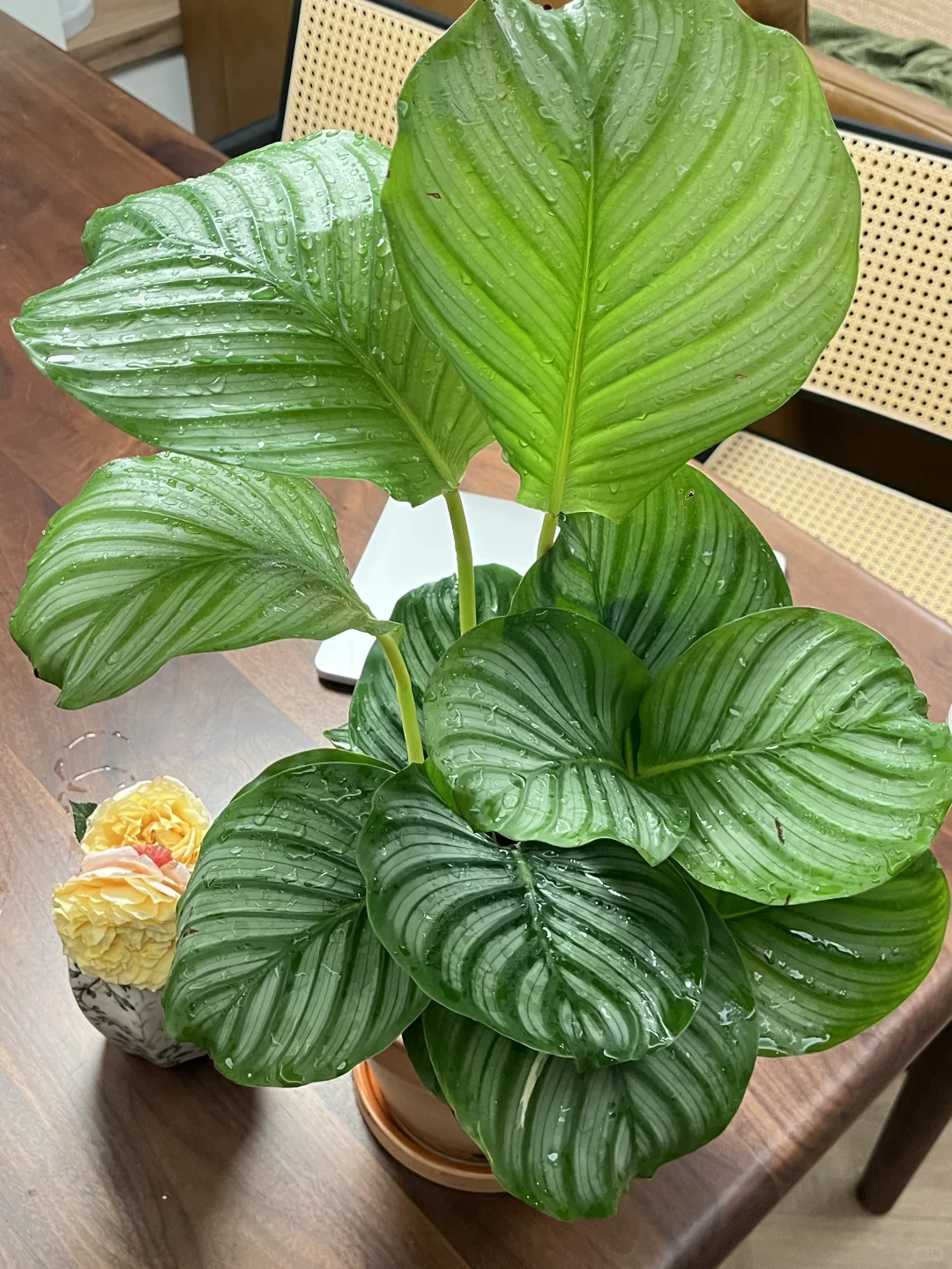 期待青苹果竹芋不断长大?