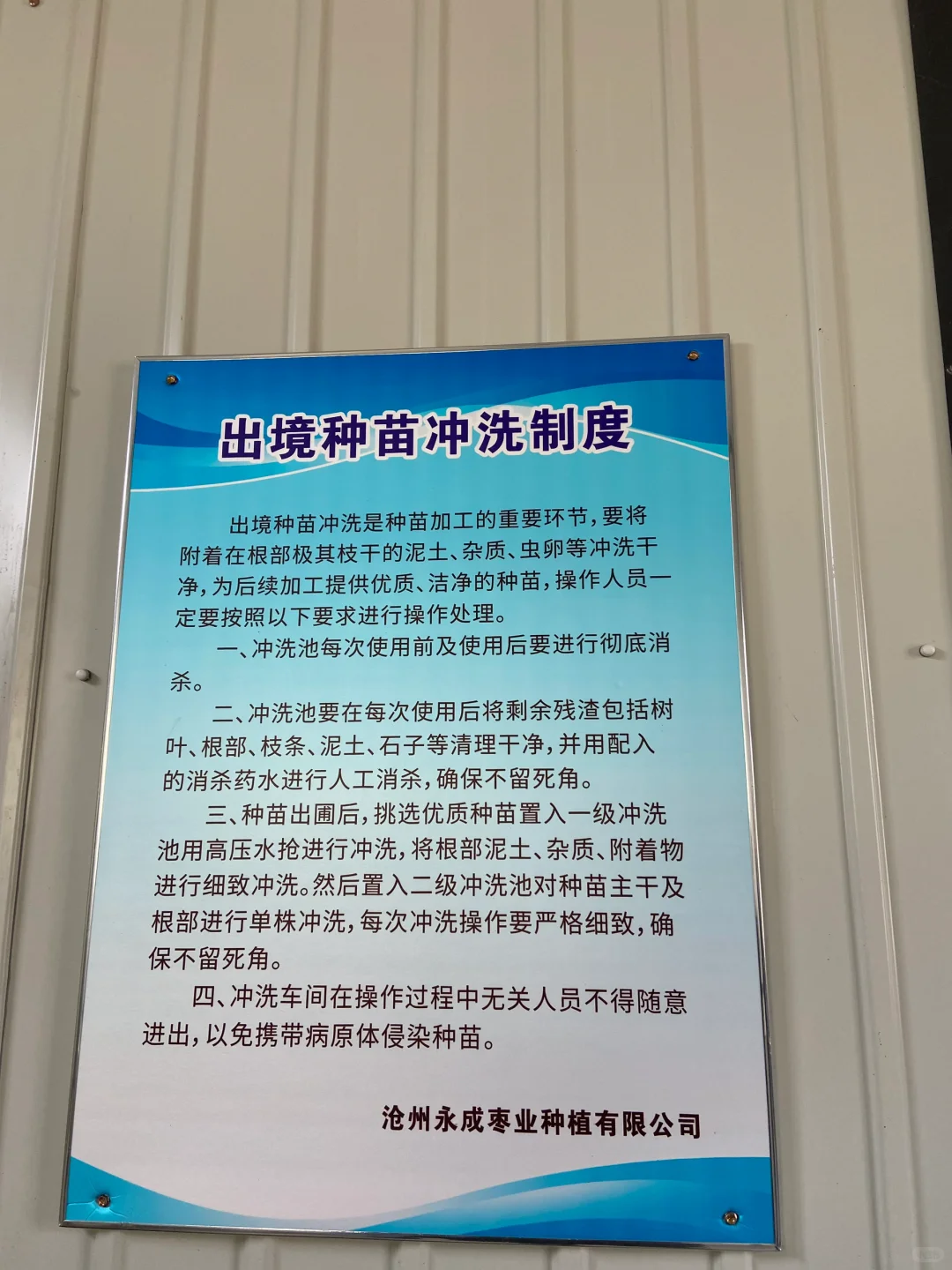 今天的苗发美国