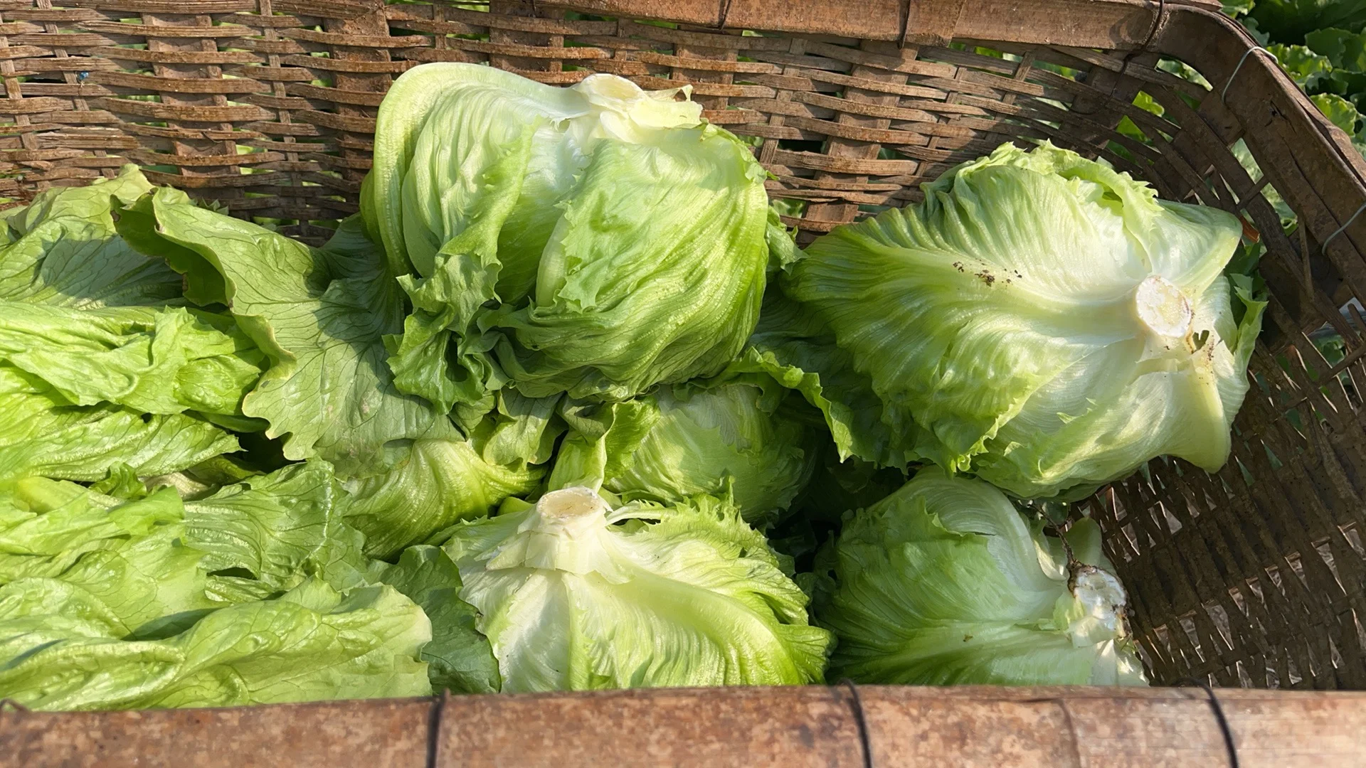 饭店老板的救星⭐蔬菜批发商的日常