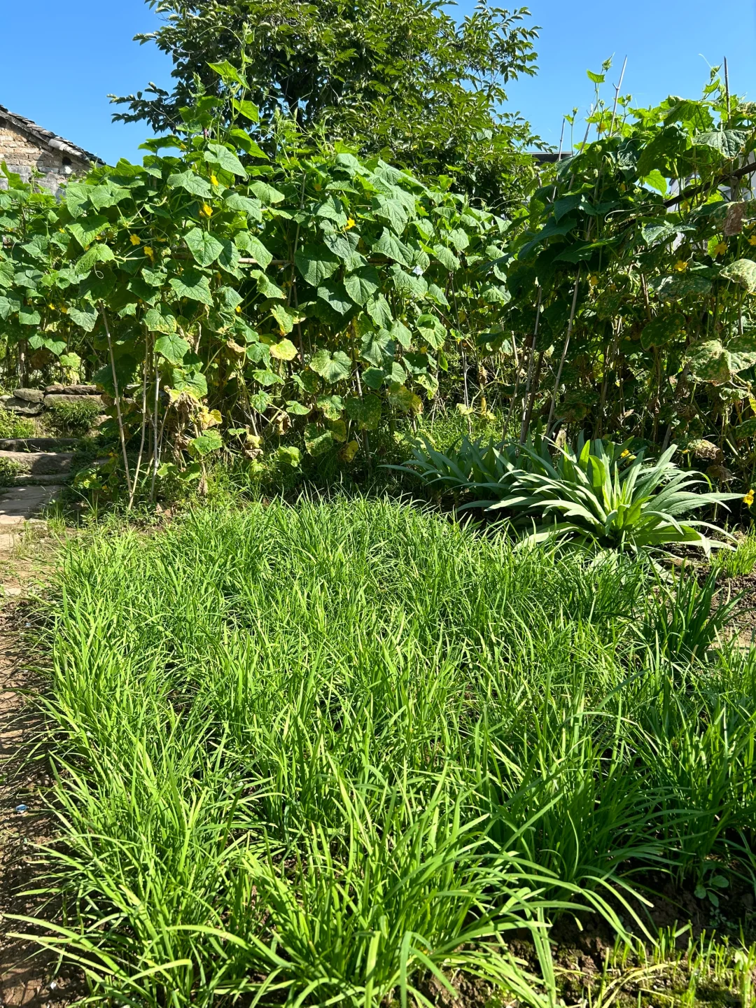 夏天的菜园满满当当 一顿八个菜 各个不重样