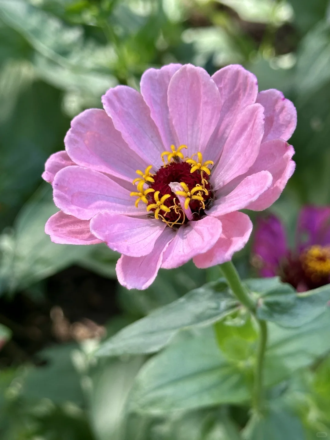 百日菊