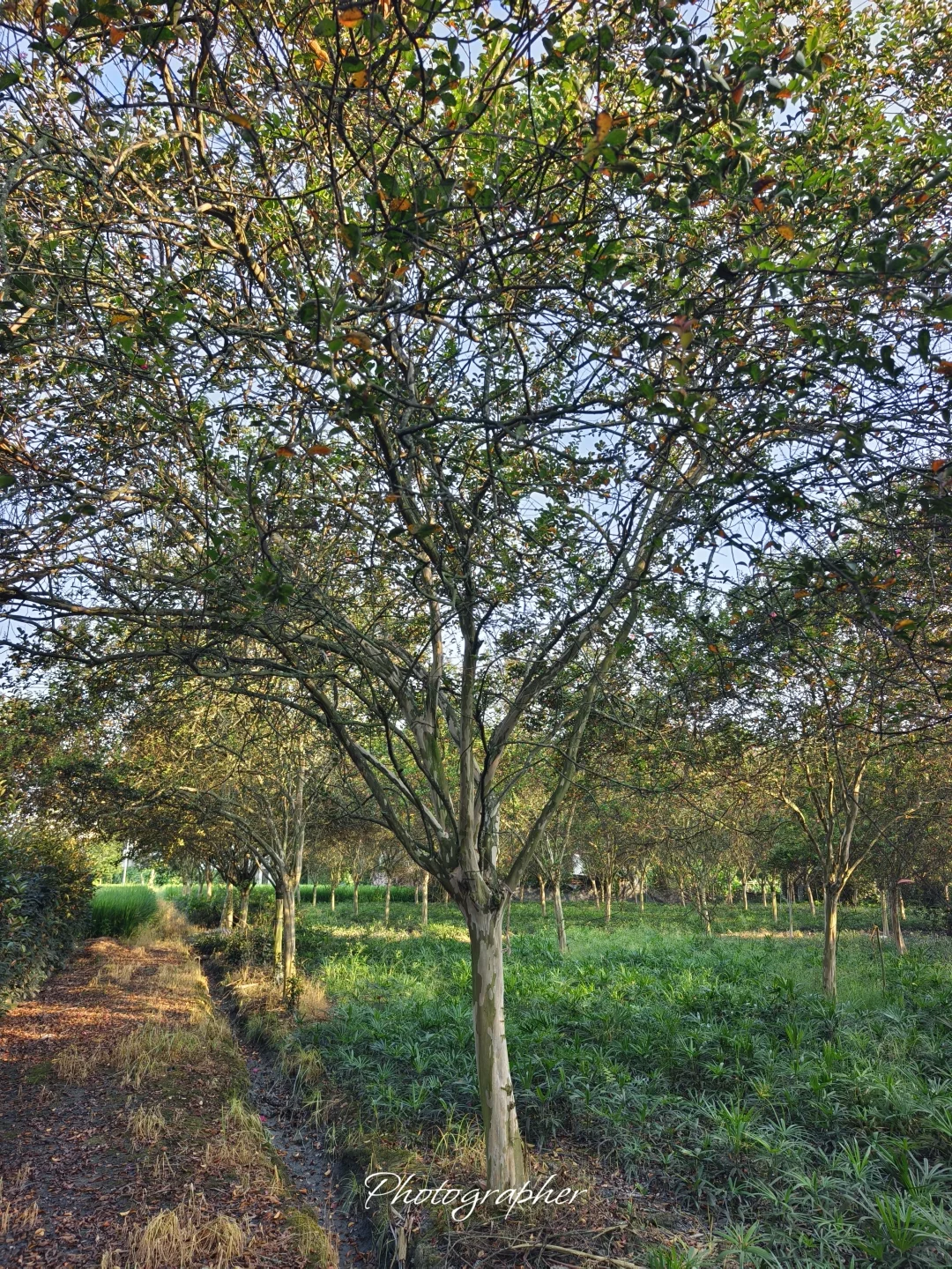 成都本土园林基地