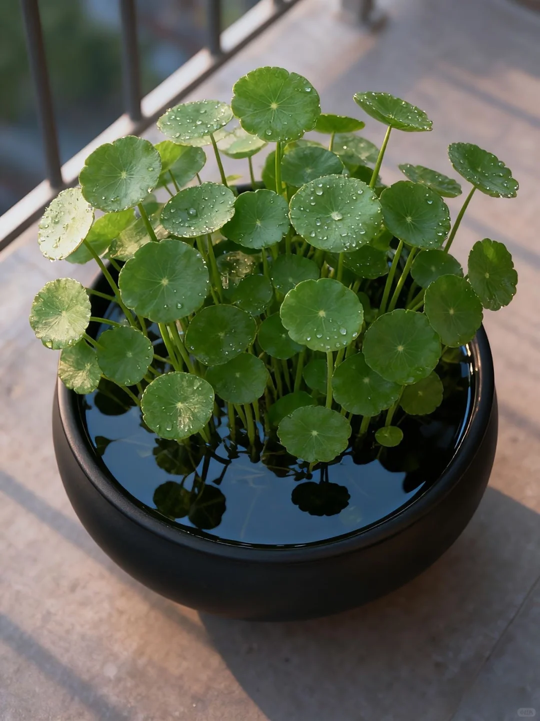 水培铜钱草，细节就5点！