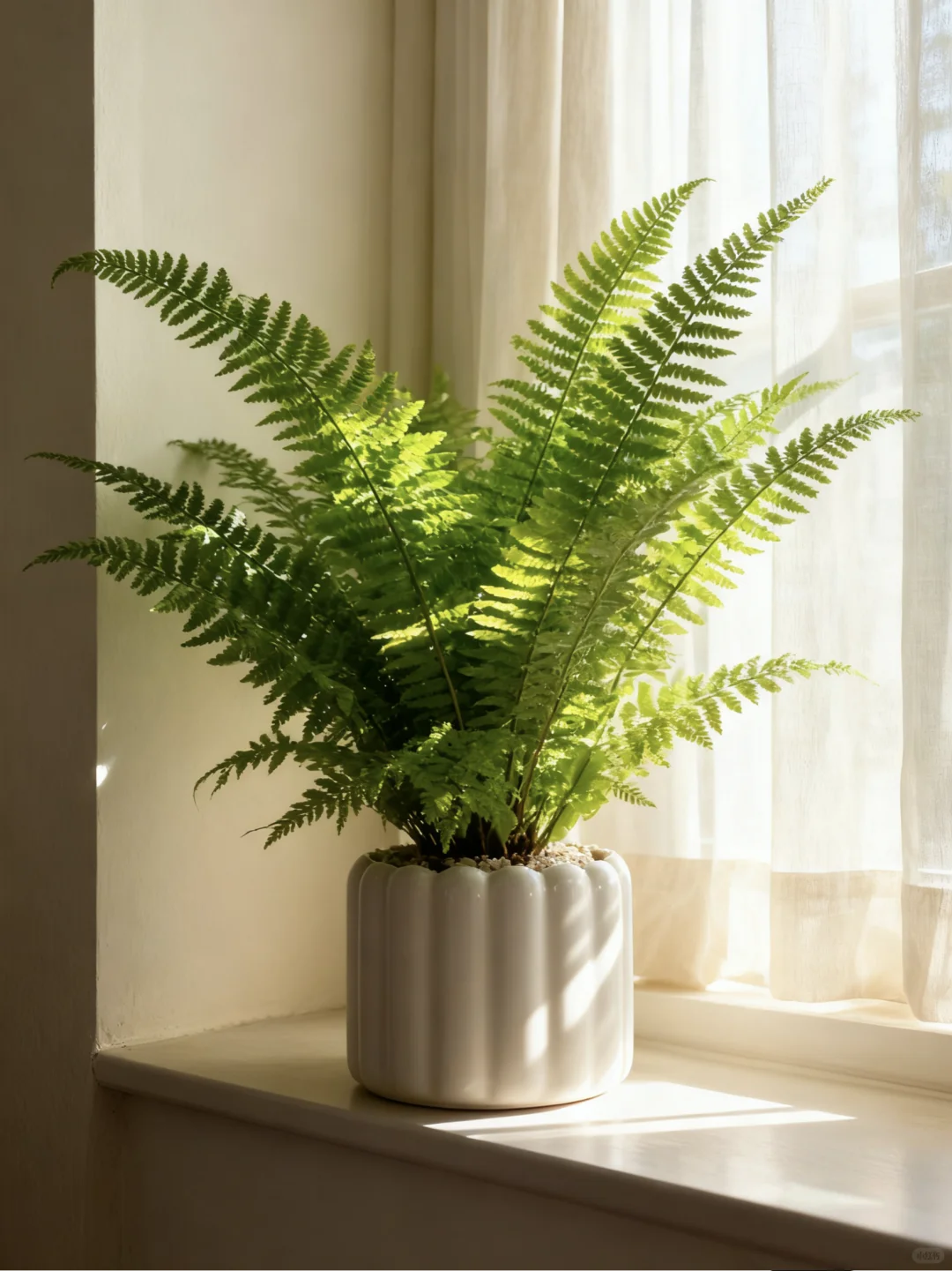 蕨类植物，不一样的风格