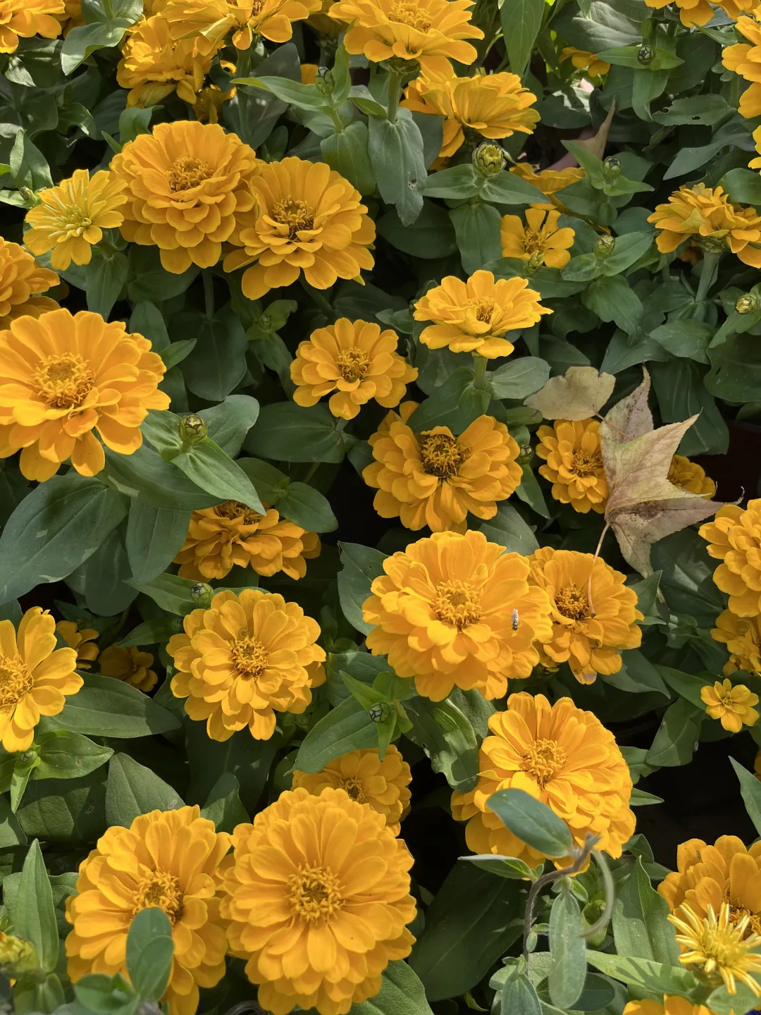 《百日菊，繁花》