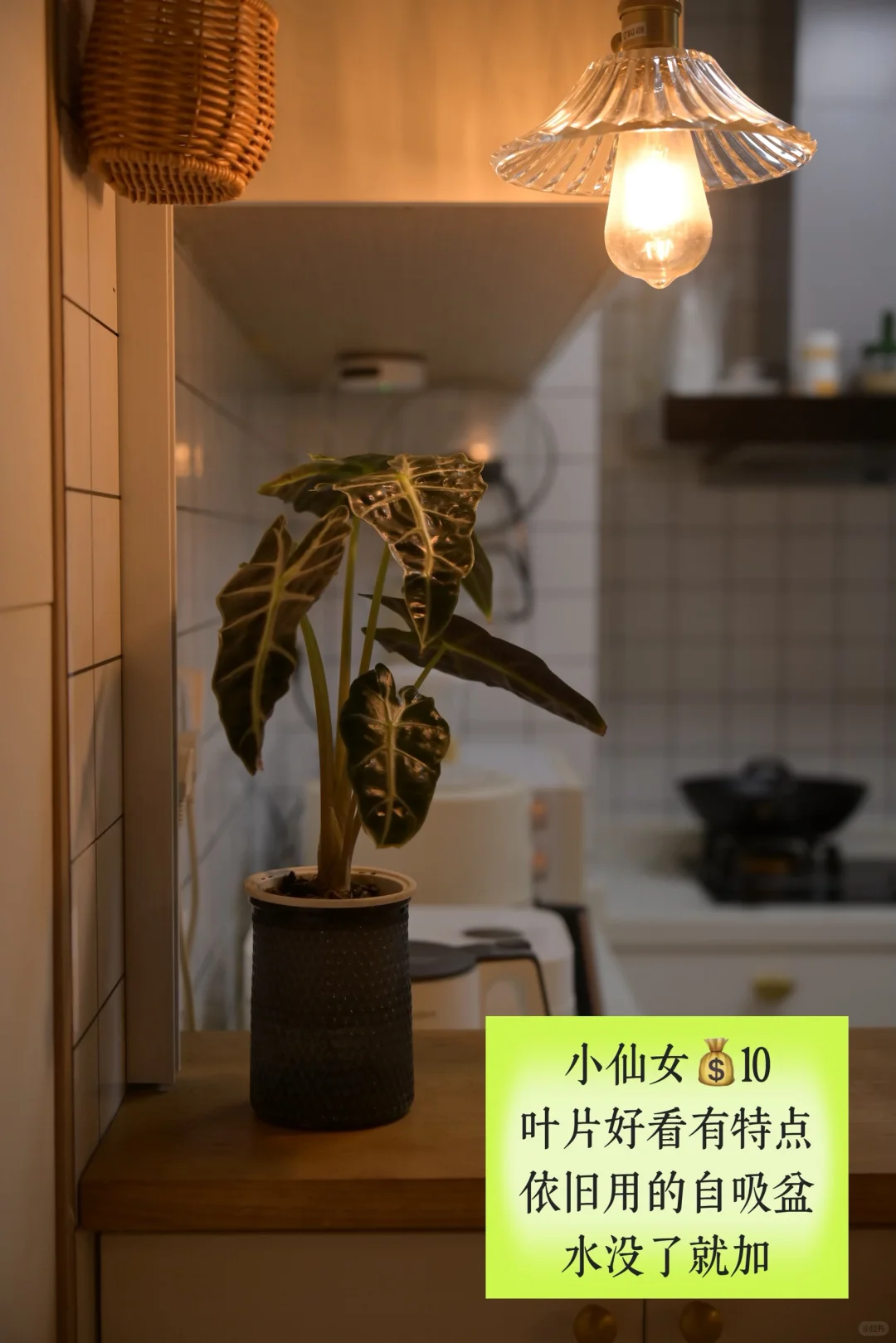 超适合小空间的垂吊植物搭配,简直美翻了心