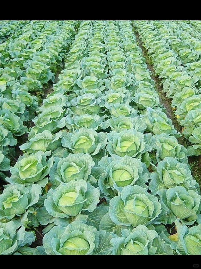 河南大哥做代办,年销农产品800吨!