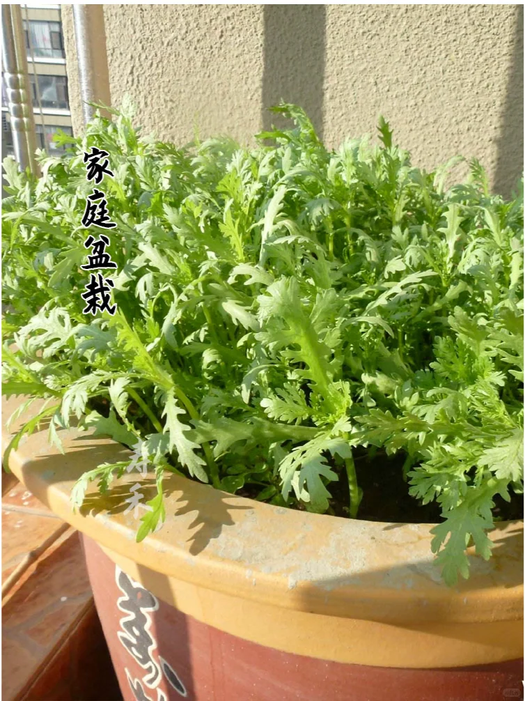 北方冬季室内能种什么菜？种上这些收获满满