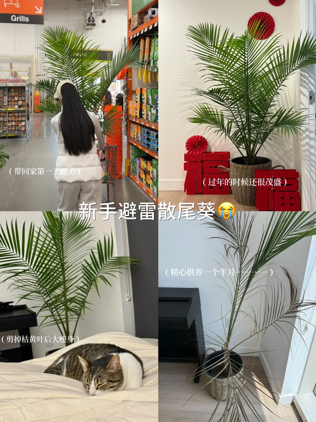 懒人轻松养??氛围感能量绿植分享