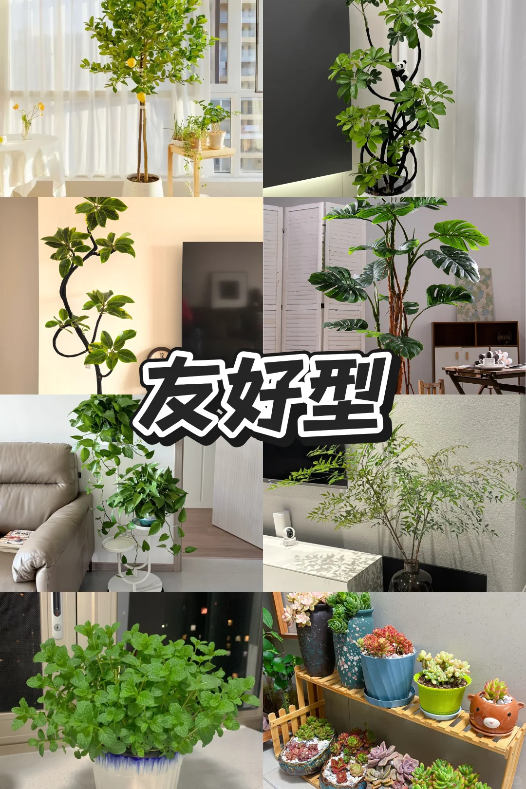 血泪教训！家庭绿植选这些才不踩坑?