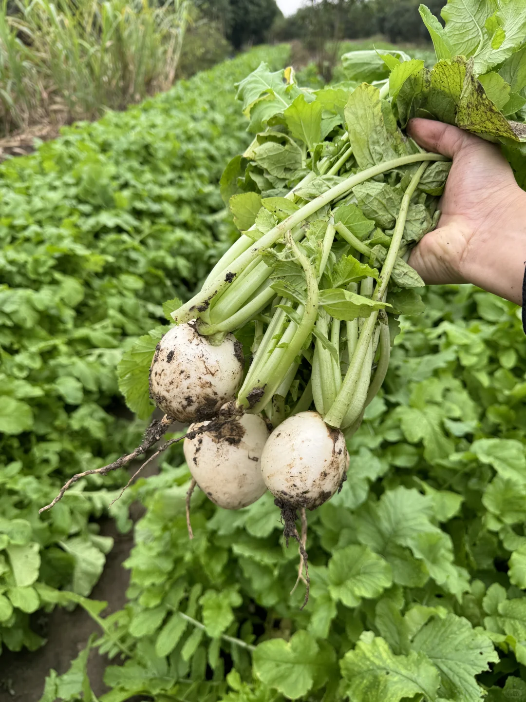 ?冬日农场蔬菜合集来啦！