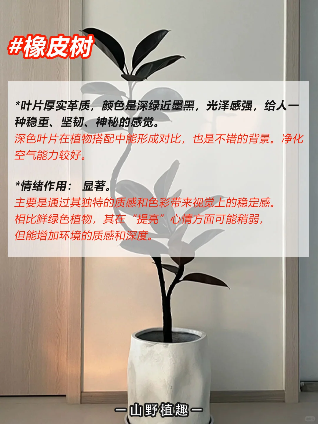 工作、学习压力大的人一定要养的绿植?