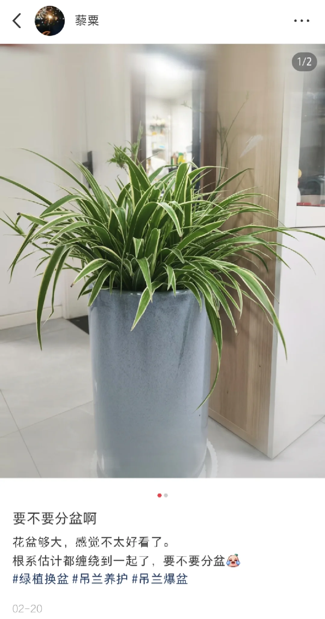 被问好多次的高盆兰草，长大了