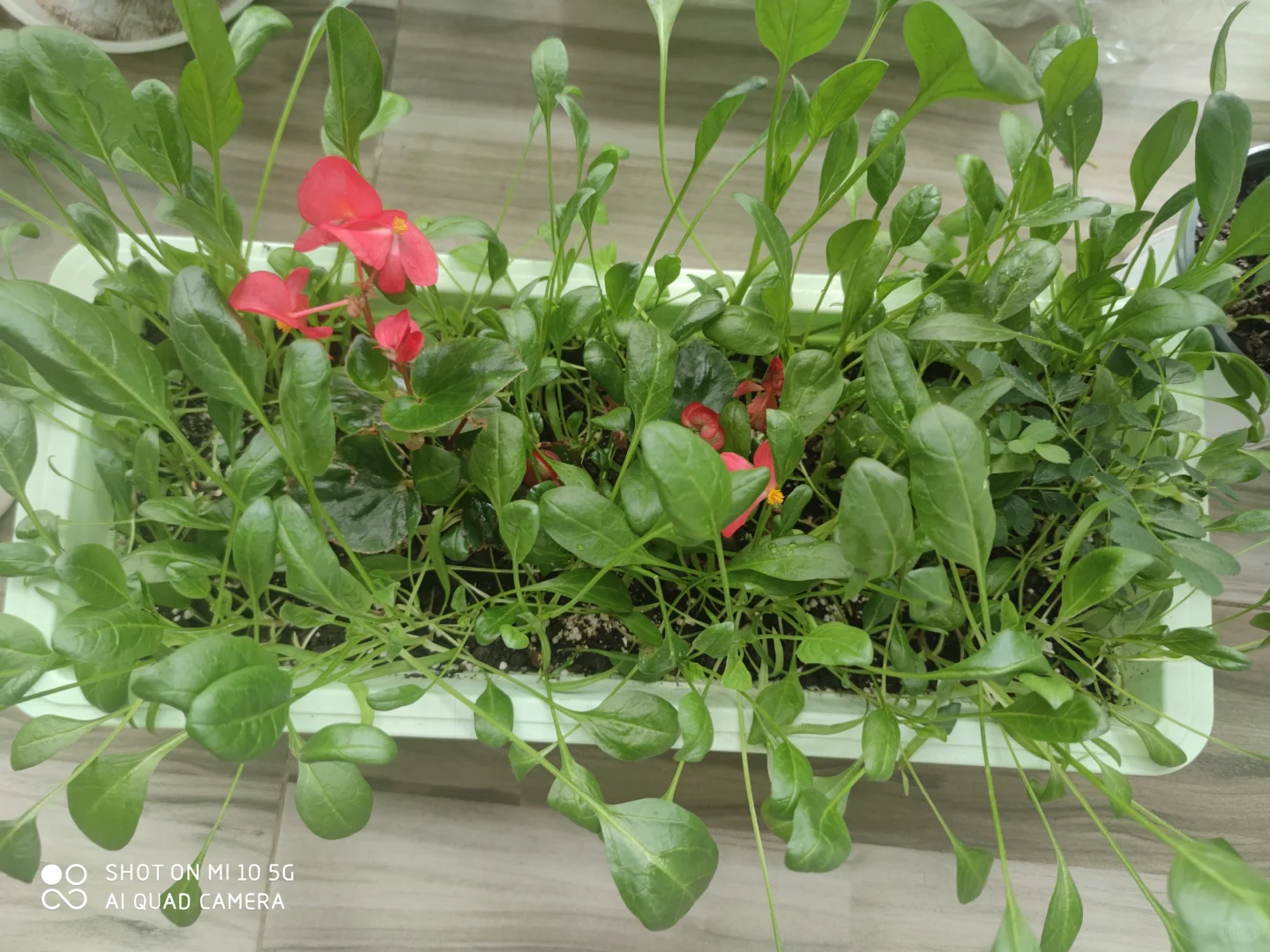 阳台种菜大全。