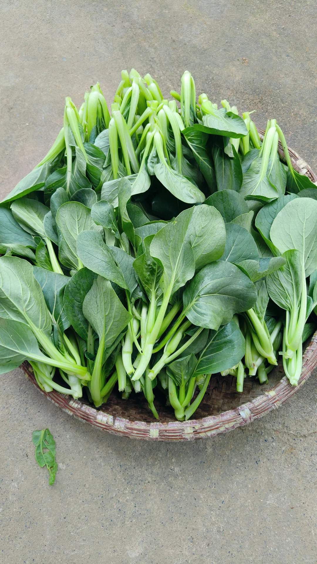 每月150供应一整月的农家应季绿色蔬菜